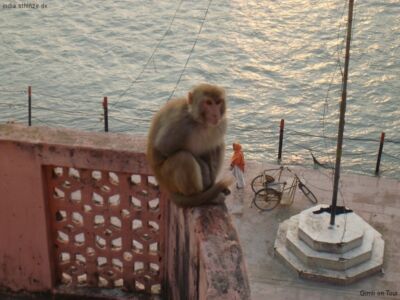 Freche Affen! Freche Affen!