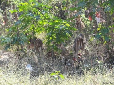 Tigerfutter Tigerfutter