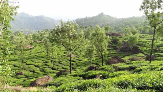 Teeplantagen Teeplantagen