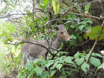 Eravikulam Nationalpark Eravikulam Nationalpark