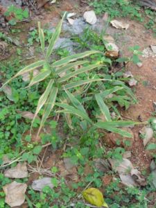 Ingwerpflanze Ingwerpflanze