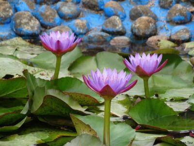 Lotusblüten Lotusblüten