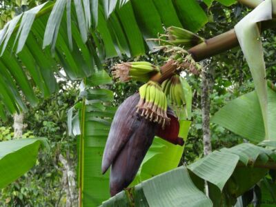 Bananenblüte Bananenblüte