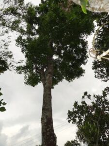 Sandelholz Sandelholz