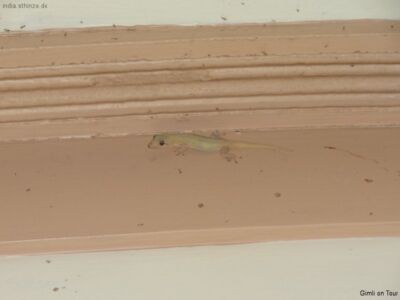 Nächtliche Besucher Nächtliche Besucher