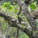 Affenhitze Affenhitze