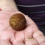 Frucht vom Badmintonbaum Frucht vom Badmintonbaum