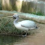 Graukopfpelikan Graukopfpelikan