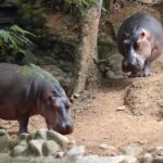 Hippo Hippo