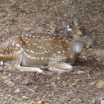 Bambi Bambi
