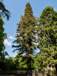 Höchster Baum Hanaus