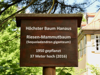 Höchster Baum Hanaus