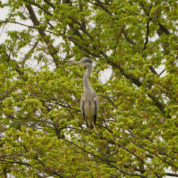 Graureiher im Baum