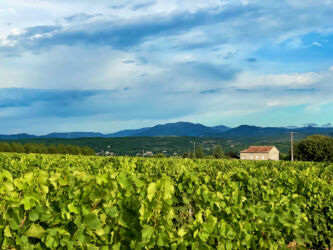 Blick über die Weinberge