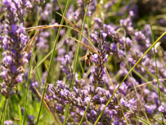 Biene im Lavendel