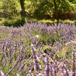 Schmetterling im Lavendel