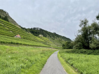 Weinberge