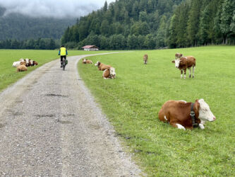 Radweg durch die Kuhweide