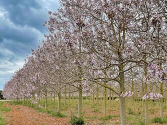 Blauglockenbaum Wäldchen