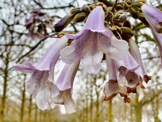 Blauglockenbaum Blüte