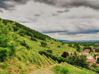 Weinberge