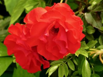 Von Jola für die Mama