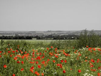 Blick zur Burg Münzenberg