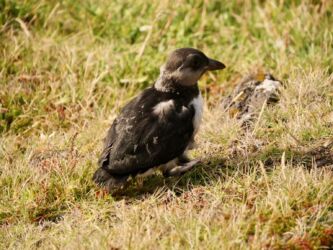 Short before the release...