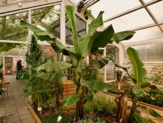 Canabis und Bananenstaude