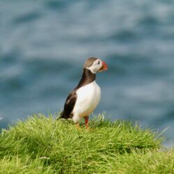 Puffin