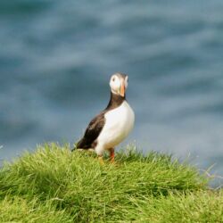 Puffin