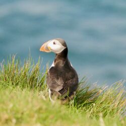 Puffin
