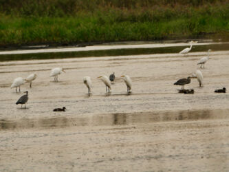 Silberreiher und Graureiher