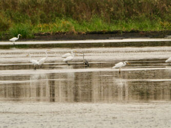 Silberreiher und Graureiher
