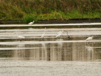 Silberreiher und Graureiher