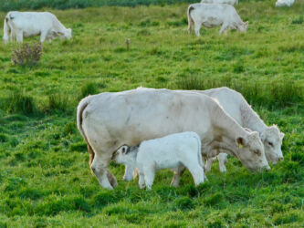 Abendessen fürs Kälbchen