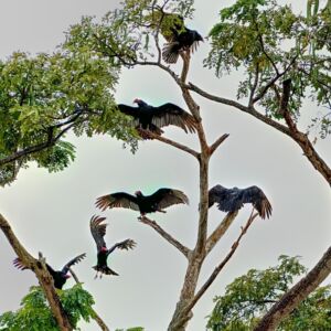 ...beim Gefieder trocknen