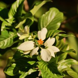Mussaenda philippica