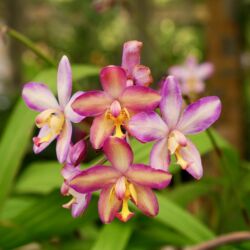 Spathoglottis