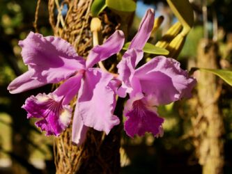 Cataleya (Cattleya)