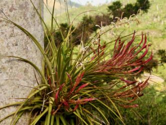 Spinnenorchidee (Kroton)