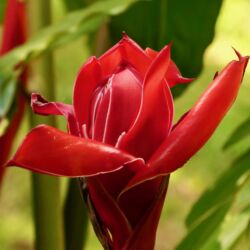 Helikonien (Hummerscheren)