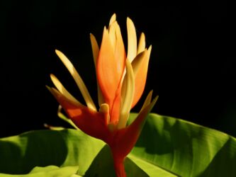 Helikonien (Hummerscheren)