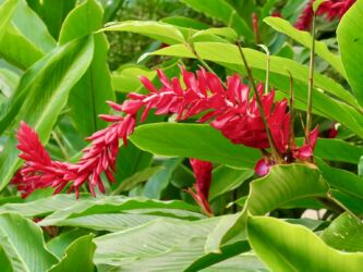 Alpinia purpurata