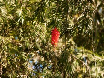 Karminroter Zylinderputzer