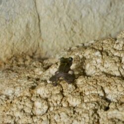Frosch in der Höhle
