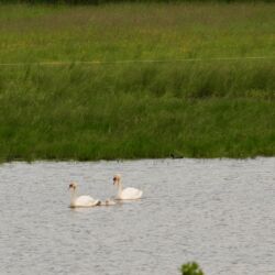 Nachtweid Dauernheim - Schwäne mit Junge