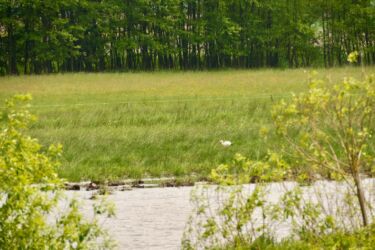 Nachtweid Dauernheim - Storch