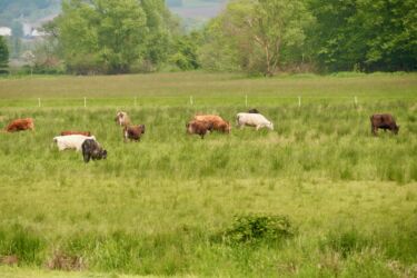 Nachtweid Dauernheim - Kühe