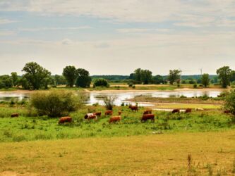 Kühe an der Elbe